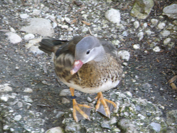 Tiere - Tierpark Wels - 