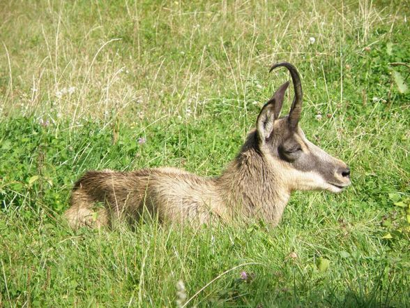 Tiere - Wildpark Grünau - 