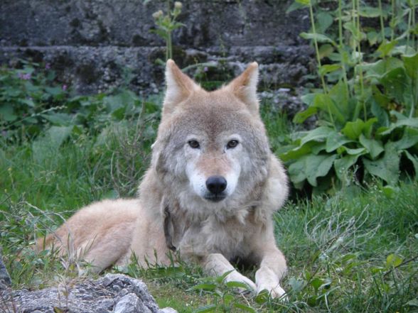 Tiere - Wildpark Grünau - 