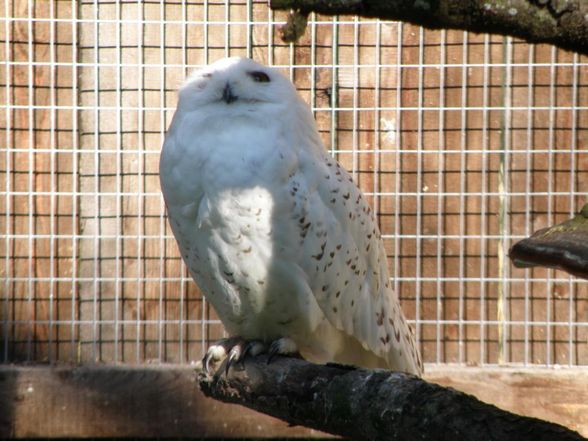 Tiere - Wildpark Grünau - 