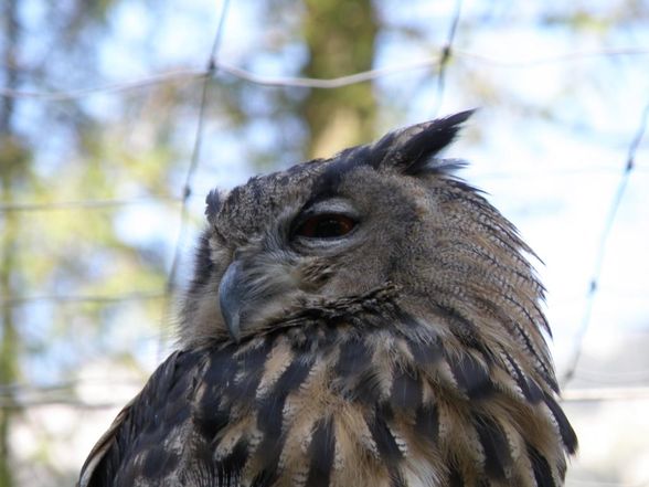 Tiere - Wildpark Grünau - 