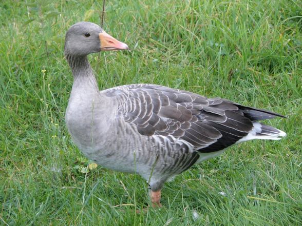 Tiere - Wildpark Grünau - 