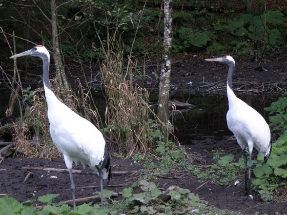 Tiere - Wildpark Grünau - 