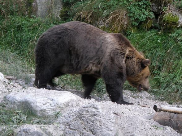 Tiere - Wildpark Grünau - 