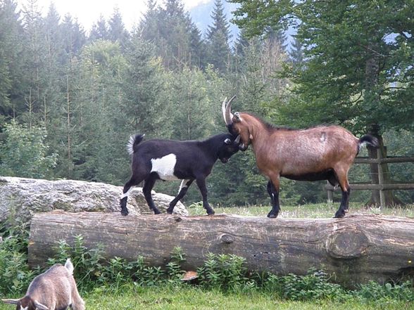 Tiere - Wildpark Grünau - 