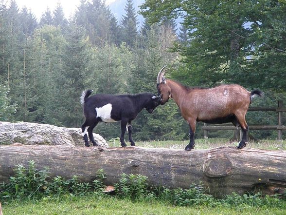 Tiere - Wildpark Grünau - 