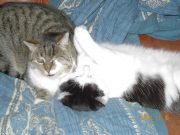 Katzen, menschen und so weiter - 