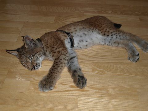 Samy der kleine Luchs - 