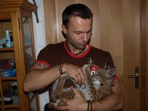 Samy der kleine Luchs - 