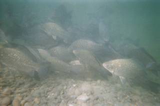 Fischen - 