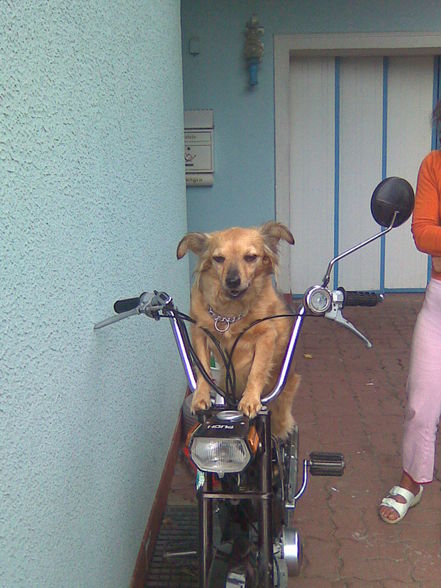 da hund kau moped foan - 