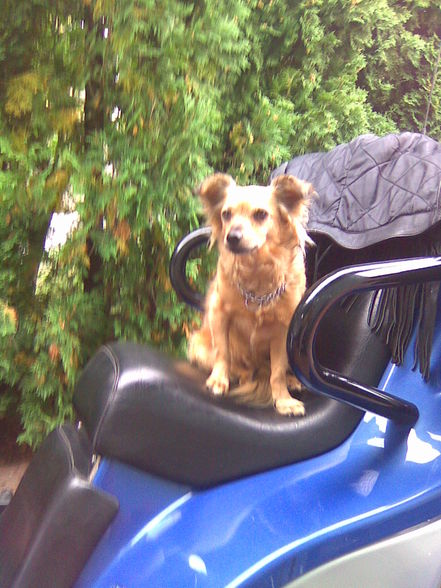 da hund kau moped foan - 