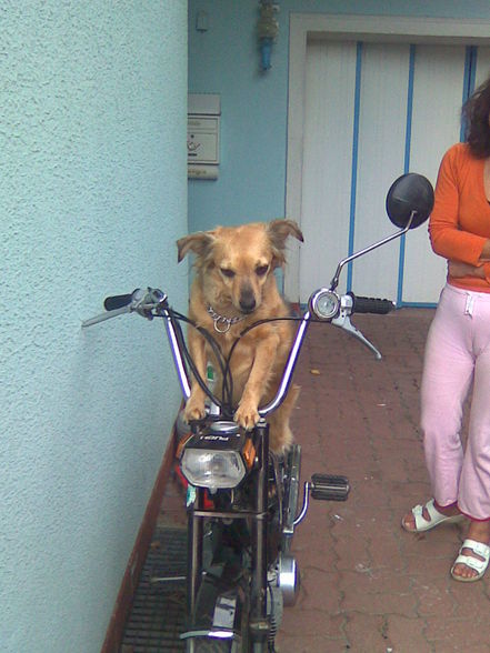 da hund kau moped foan - 