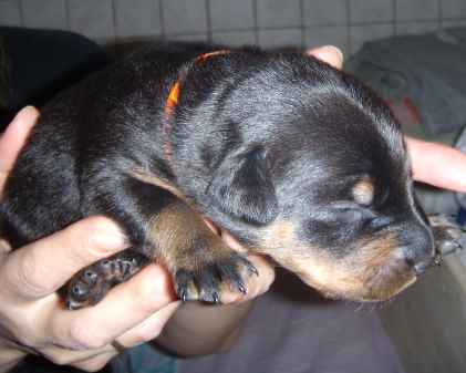 beauceron-babys - 