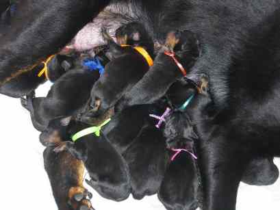 beauceron-babys - 