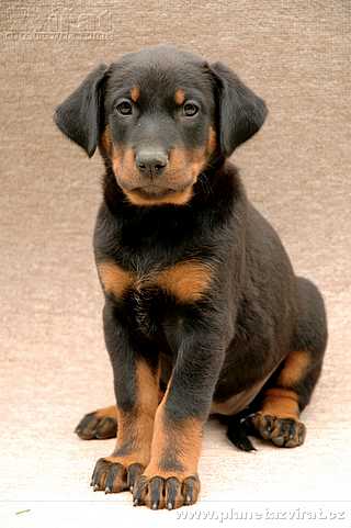 beauceron-babys - 