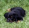 beauceron-babys - 