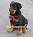 beauceron-babys - 