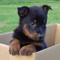 beauceron-babys - 