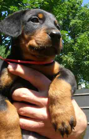 beauceron-babys - 