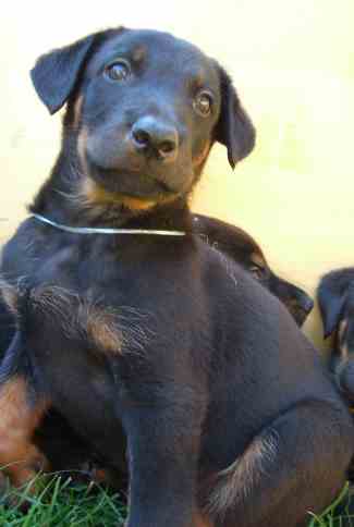 beauceron-babys - 