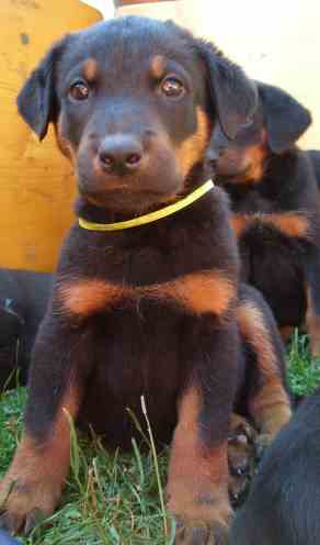 beauceron-babys - 