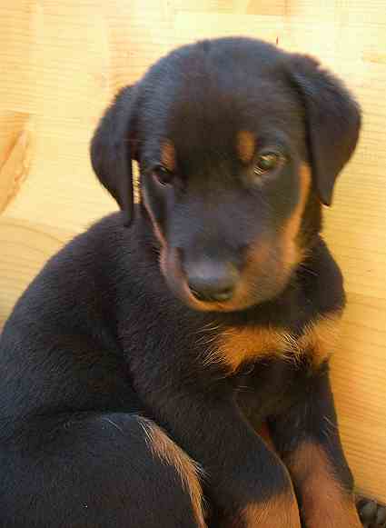 beauceron-babys - 