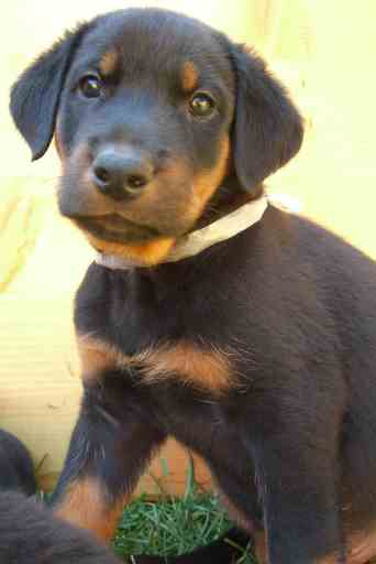 beauceron-babys - 