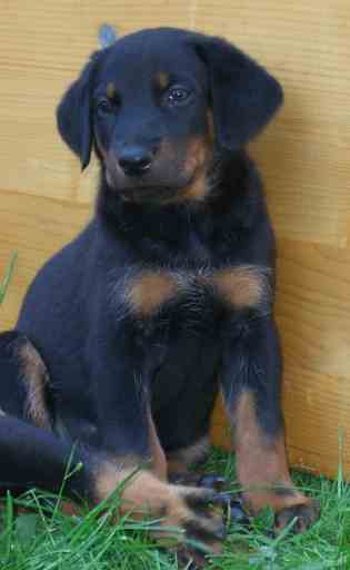 beauceron-babys - 