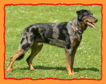 Beauceron - 