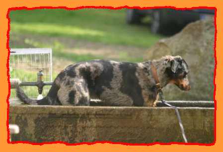 Beauceron - 