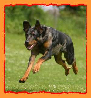 Beauceron - 