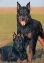 Beauceron - 