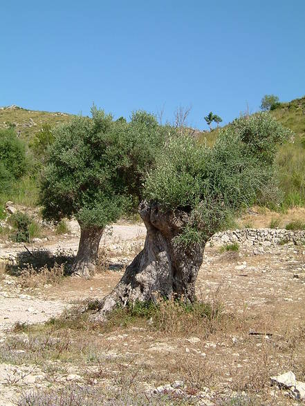 Mallorca - 