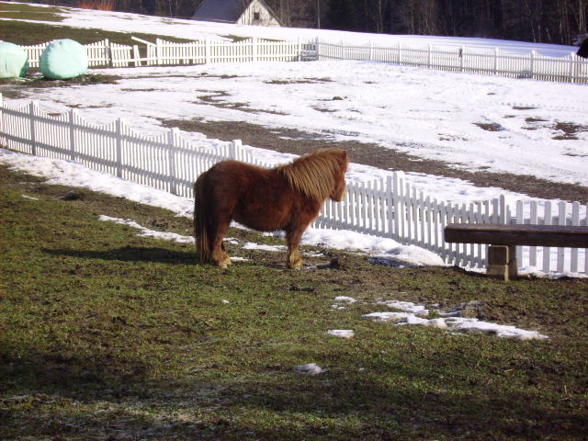 Pferd&Pony Enghagen - 