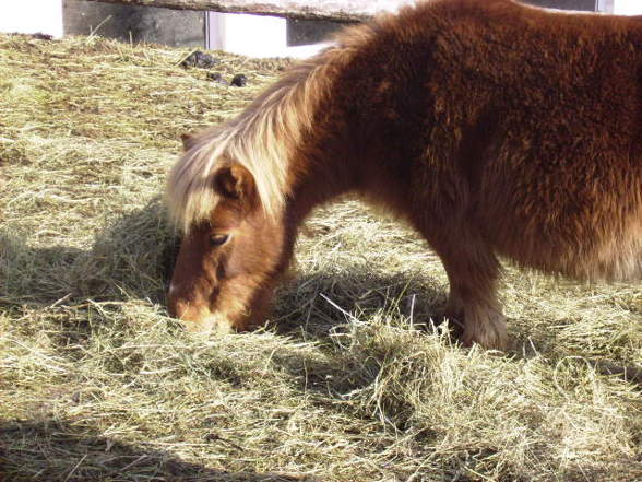 Pferd&Pony Enghagen - 