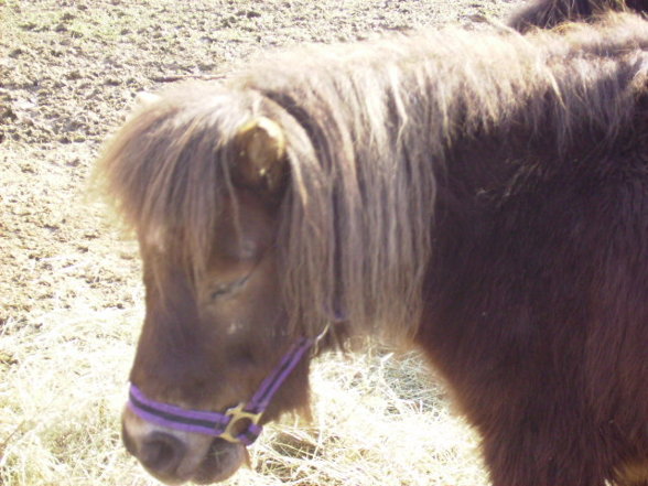 Pferd&Pony Enghagen - 