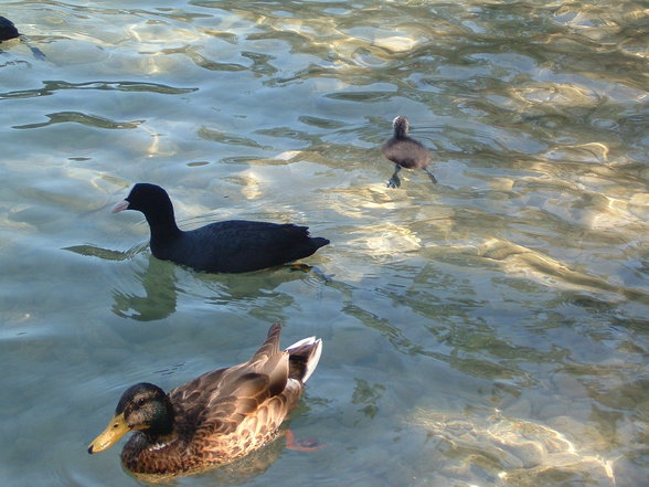 Enten!!!!!!! - 