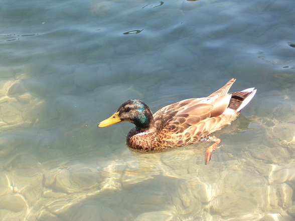 Enten!!!!!!! - 