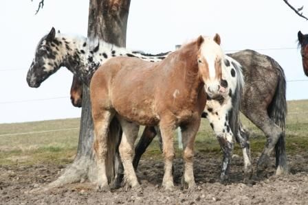 horses 2009 - 