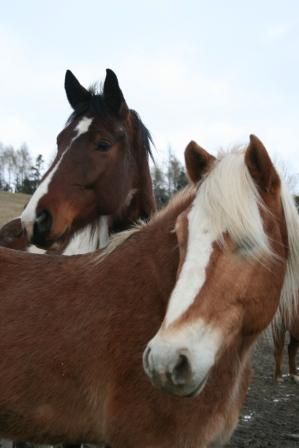 horses 2009 - 