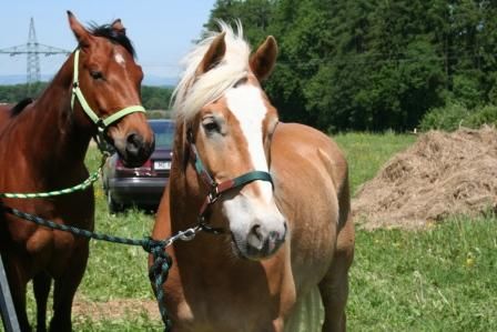 Reitertreffen St. Valentin und Schönau - 