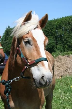 Reitertreffen St. Valentin und Schönau - 