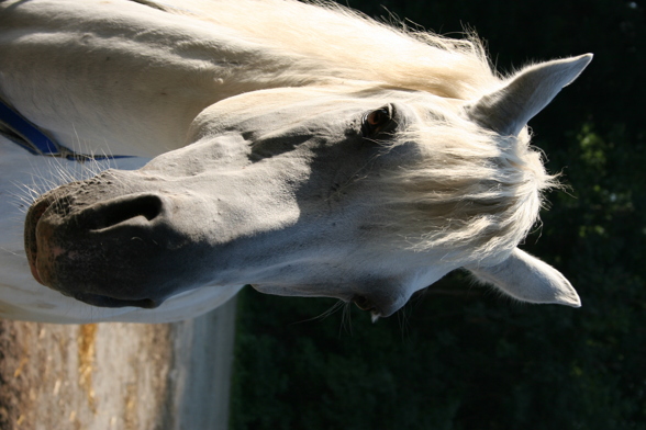 Mein Vierbeiner und Ich!! - 