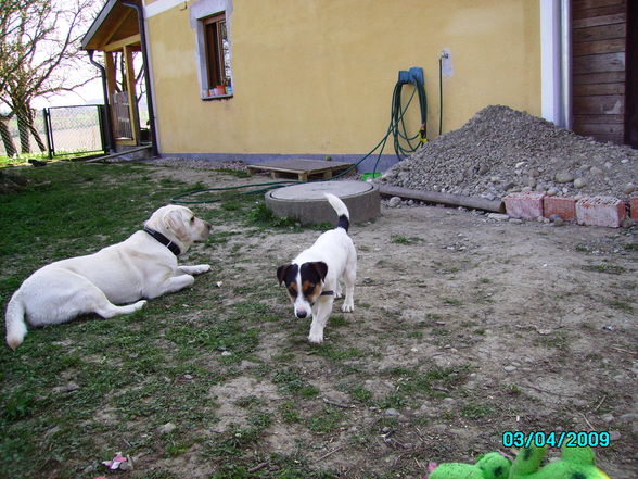 Neues von unserem Hundetrio - 