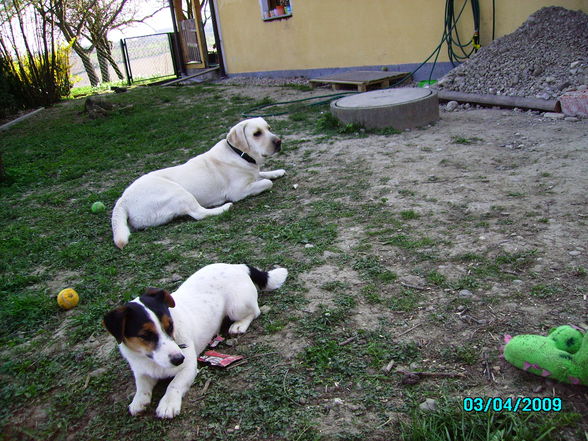 Neues von unserem Hundetrio - 