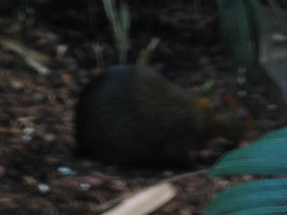 Tiergarten Schönbrunn - 