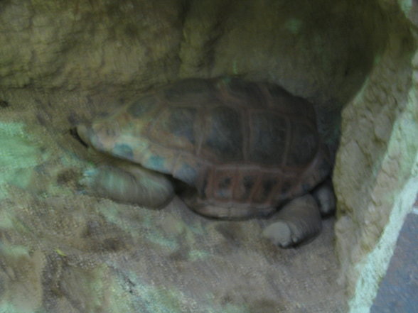 Tiergarten Schönbrunn - 