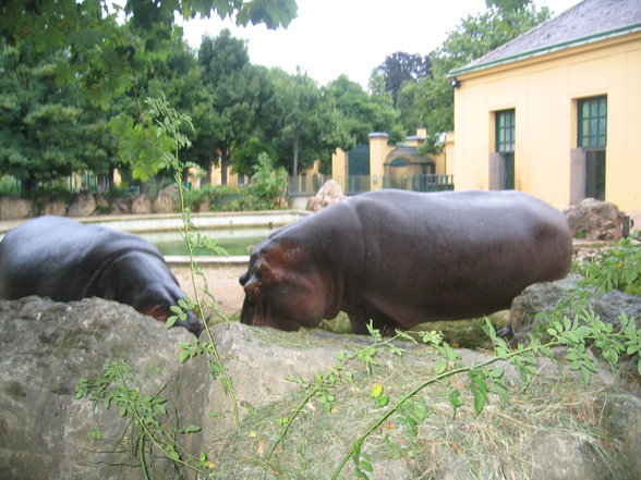 Tiergarten Schönbrunn - 