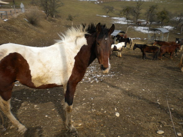  Winnetou - 